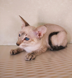 Zdjęcie №2 do zapowiedźy № 6285 na sprzedaż  kot syjamski - wkupić się Federacja Rosyjska od żłobka