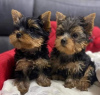 Zdjęcie №1. yorkshire terrier - na sprzedaż w Bucharest | negocjowane | Zapowiedź №85239