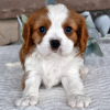 Zdjęcie №1. cavalier king charles spaniel - na sprzedaż w Даллас | 1188zł | Zapowiedź №45808