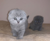 Zdjęcie №1. scottish fold - na sprzedaż w Штутгарт | 1465zł | Zapowiedź № 112428