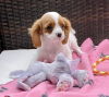 Zdjęcie №1. cavalier king charles spaniel - na sprzedaż w Вилкавишкис | 1188zł | Zapowiedź №40977