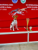 Dodatkowe zdjęcia: Brazilian terrier puppies