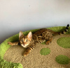 Zdjęcie №1. kot bengalski - na sprzedaż w Mińsk | 1032zł | Zapowiedź № 8767