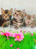 Dodatkowe zdjęcia: Kot bengalski - kocięta bengalskie