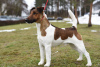 Zdjęcie №2 do zapowiedźy № 112244 na sprzedaż  fox terrier - wkupić się Białoruś od żłobka