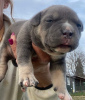 Zdjęcie №1. american bully - na sprzedaż w Mladenovac | negocjowane | Zapowiedź №93078