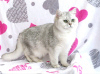 Zdjęcie №1. kot brytyjski krótkowłosy - na sprzedaż w Mogilow | 4275zł | Zapowiedź № 30214