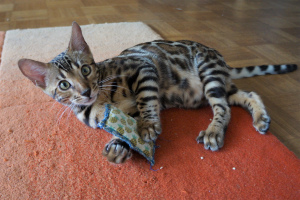 Zdjęcie №4. Sprzedam kot bengalski w Norymberga. od żłobka - cena - 2985zł