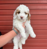 Zdjęcie №1. labradoodle - na sprzedaż w Frances Green Farm | negocjowane | Zapowiedź №121592