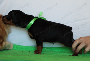 Zdjęcie №3. Puppy Minpin (Pinczer miniaturowy). Federacja Rosyjska