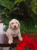 Zdjęcie №1. labradoodle - na sprzedaż w Vilovo | 1256zł | Zapowiedź №74953