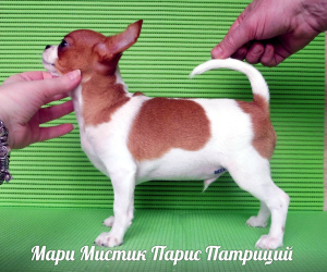 Zdjęcie №1. chihuahua (rasa psów) - na sprzedaż w Petersburg | 4265zł | Zapowiedź №1387