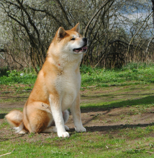 Zdjęcie №1. akita (rasa psa) - na sprzedaż w Ryazan | 1989zł | Zapowiedź №6471