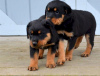 Zdjęcie №1. rottweiler - na sprzedaż w Валлетта | 1674zł | Zapowiedź №58275