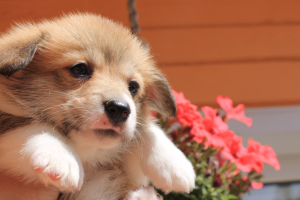 Dodatkowe zdjęcia: Welsh Corgi Pembroke