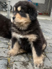 Zdjęcie №2 do zapowiedźy № 9763 na sprzedaż  mastif tybetański - wkupić się Ukraina hodowca
