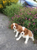 Zdjęcie №3. Urocze szczenięta Cavalier King Charles do bezpłatnej adopcji. Niemcy