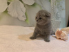 Dodatkowe zdjęcia: Kocięta Scottish Fold są już dostępne w sprzedaży