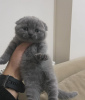 Zdjęcie №1. scottish fold - na sprzedaż w Cold Spring | 990zł | Zapowiedź № 96238