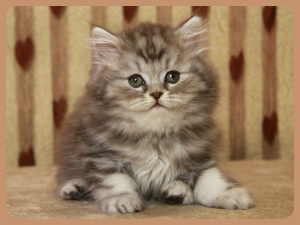 Zdjęcie №1. kot brytyjski długowłosy - na sprzedaż w Sewerodwinsk | Negocjowane | Zapowiedź № 4207