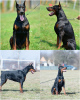 Zdjęcie №2 do zapowiedźy № 124058 na sprzedaż  doberman - wkupić się Serbia hodowca