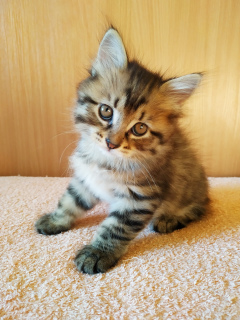 Zdjęcie №3. Kittens Kuril Bobtail. Federacja Rosyjska