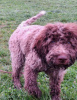 Dodatkowe zdjęcia: Szczenięta Lagotto Romagnolo