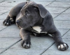 Zdjęcie №4. Sprzedam american bully w Belgrad. hodowca - cena - negocjowane