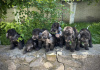 Zdjęcie №2 do zapowiedźy № 51223 na sprzedaż  bedlington terier - wkupić się Ukraina hodowca