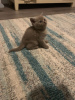 Zdjęcie №2 do zapowiedźy № 88985 na sprzedaż  kot brytyjski krótkowłosy - wkupić się Australia prywatne ogłoszenie