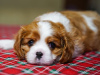 Zdjęcie №2 do zapowiedźy № 93587 na sprzedaż  cavalier king charles spaniel - wkupić się Niemcy prywatne ogłoszenie