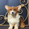 Zdjęcie №1. welsh corgi - na sprzedaż w Москва | 2578zł | Zapowiedź №51355