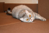 Dodatkowe zdjęcia: Szkocki kot Marcello pilnie szuka domu