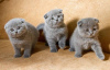 Zdjęcie №1. scottish fold - na sprzedaż w Дублин | 1046zł | Zapowiedź № 124260