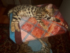 Zdjęcie №1. kot bengalski - na sprzedaż w Krasnodar | 2487zł | Zapowiedź № 7946