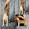 Zdjęcie №1. basenji - na sprzedaż w Mińsk | 822zł | Zapowiedź №99107