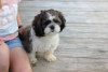 Zdjęcie №1. shih tzu - na sprzedaż w Freiburg im Breisgau | negocjowane | Zapowiedź №44775