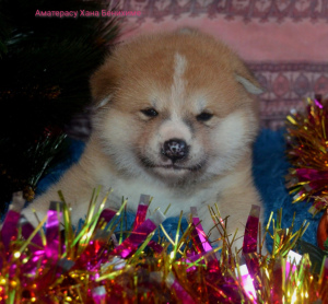 Zdjęcie №4. Sprzedam akita (rasa psa) w Petersburg. od żłobka - cena - 3018zł
