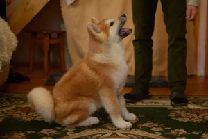 Zdjęcie №3. Akita Inu. Ukraina