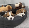 Dodatkowe zdjęcia: Sprzedam przepiękne szczenięta rasy beagle angielskie