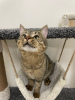 Dodatkowe zdjęcia: Przyjazny i towarzyski kot Jemmik chce zostać pupilem!