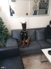 Zdjęcie №3. Oryginalny doberman w wieku 6 miesięcy. Turcja