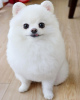 Dodatkowe zdjęcia: Biała piękna suczka Pomeraniana