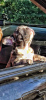 Zdjęcie №1. buldog francuski - na sprzedaż w Торонто | negocjowane | Zapowiedź №13108