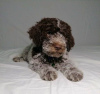 Zdjęcie №3. Szczenięta Lagotto Romagnolo. Serbia