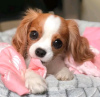 Zdjęcie №2 do zapowiedźy № 116643 na sprzedaż  cavalier king charles spaniel - wkupić się Finlandia prywatne ogłoszenie, hodowca