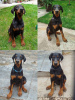 Zdjęcie №4. Sprzedam doberman w Belgrad.  - cena - 1465zł