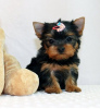 Zdjęcie №1. yorkshire terrier - na sprzedaż w Дублин | Bezpłatny | Zapowiedź №124155