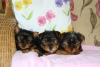 Zdjęcie №1. yorkshire terrier - na sprzedaż w Monachium | 2302zł | Zapowiedź №123052