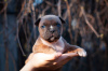 Zdjęcie №1. amerykański staffordshire terier - na sprzedaż w Kijów | 6851zł | Zapowiedź №10330